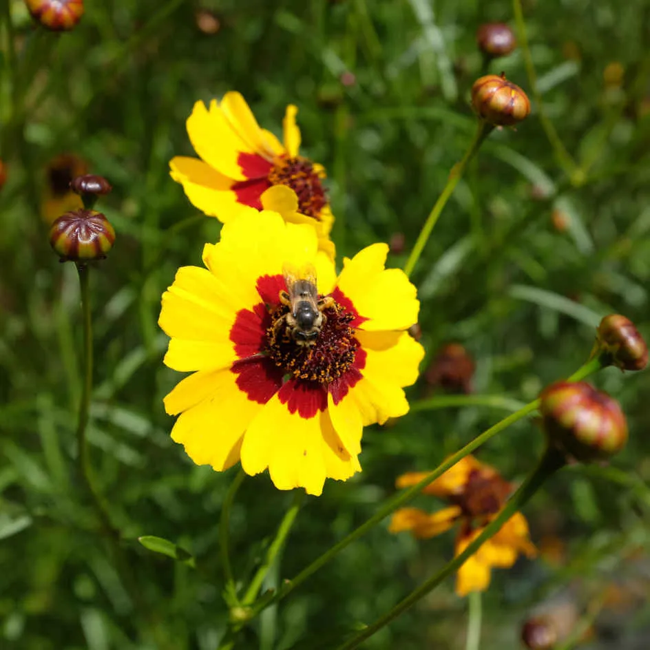la-bo-te-graines-coreopsis-des-teinturiers-bio-graines-fleurs image 1