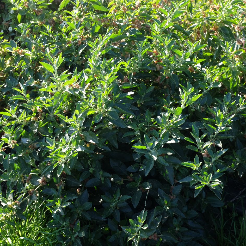 la-bo-te-graines-ashwagandha-graines-withania-bio-1-m-tre image 2