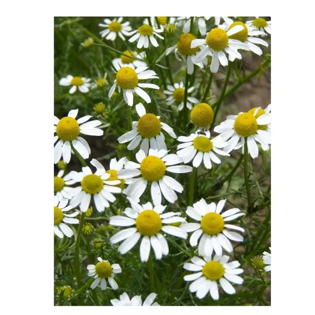 graines-bocquet-camomille-allemande-graines-3g-tisane image 1