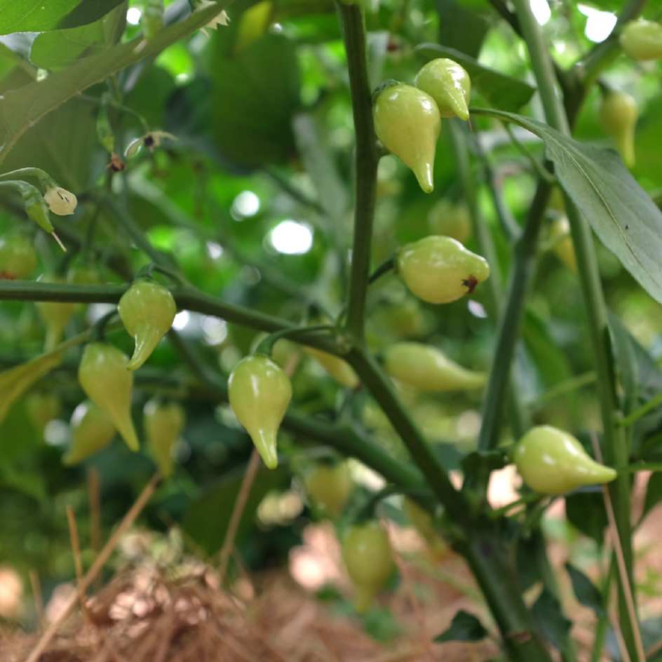 la-bo-te-graines-piment-biquinho-rouge-bio-graines image 1