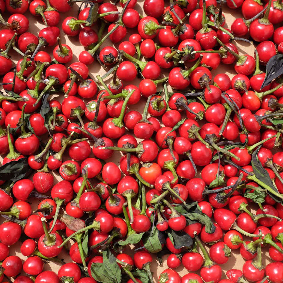 la-bo-te-graines-piment-black-pearl-graines-l-gumes-bio-fort image 5
