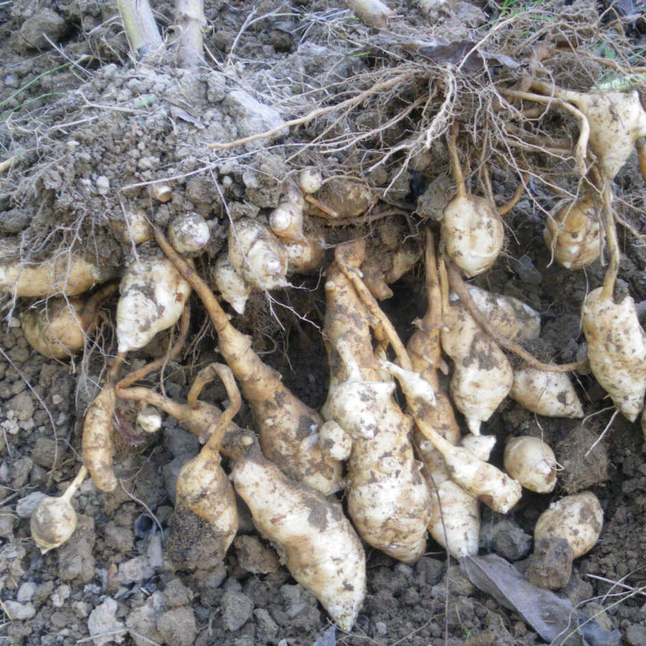 la-bo-te-graines-h-lianti-bio-graines-potag-res-rhizomes image 3