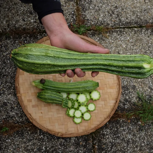 la-bo-te-graines-graines-l-gumes-courgette-costates-romanesco-bio image 1