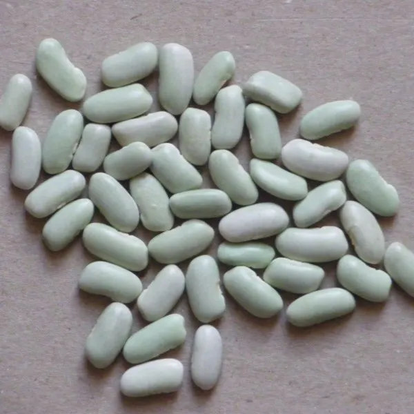 la-bo-te-graines-haricot-flageolet-de-touraine-graines-bio image 1
