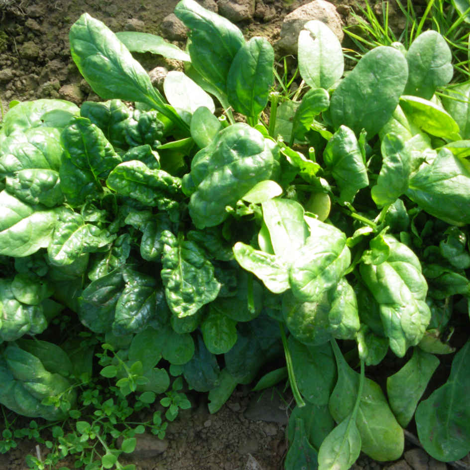 la-bo-te-graines-graines-l-gumes-pinard-g-ant-d-hiver-bio-rustique image 1