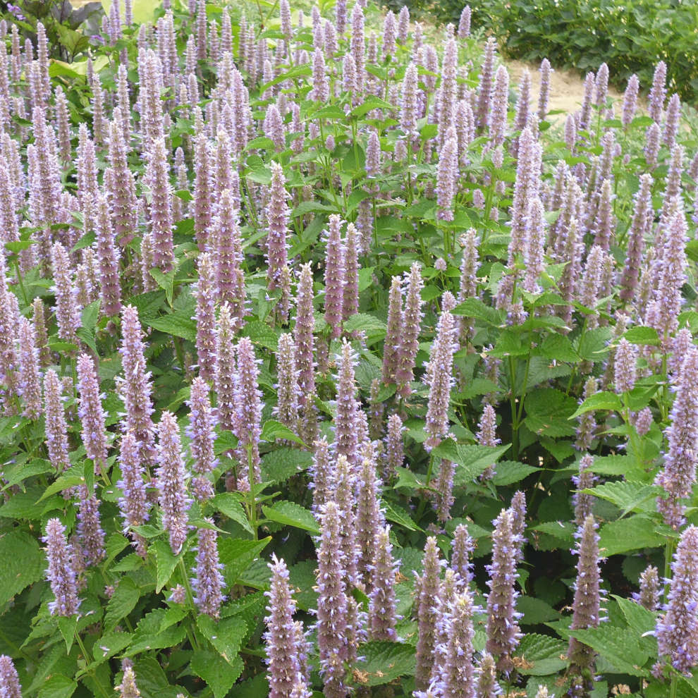 la-bo-te-graines-agastache-foeniculum-bio-graines-aromatiques image 5
