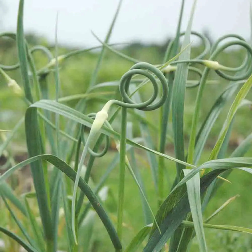 ferme-de-sainte-marthe-ail-rocambole-10-bulbilles-bio-planter image 2