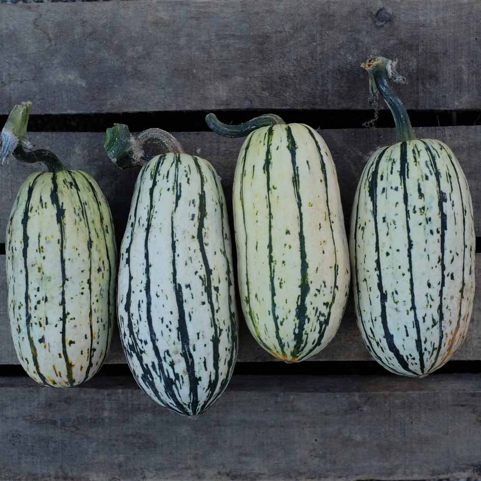 la-bo-te-graines-courge-delicata-bio-graines-l-gumes-sucr-e image 3