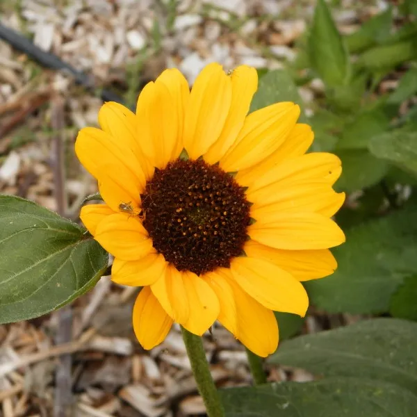 la-bo-te-graines-soraya-graines-de-tournesol-bio-jaune-150-cm image 1