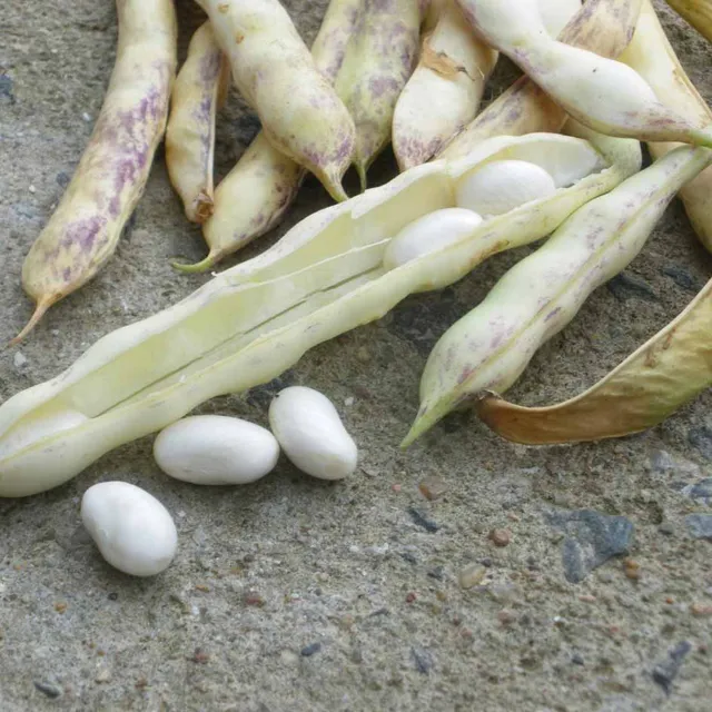 la-bo-te-graines-haricot-coco-paimpol-bio-graines-tr-s-productif image 1