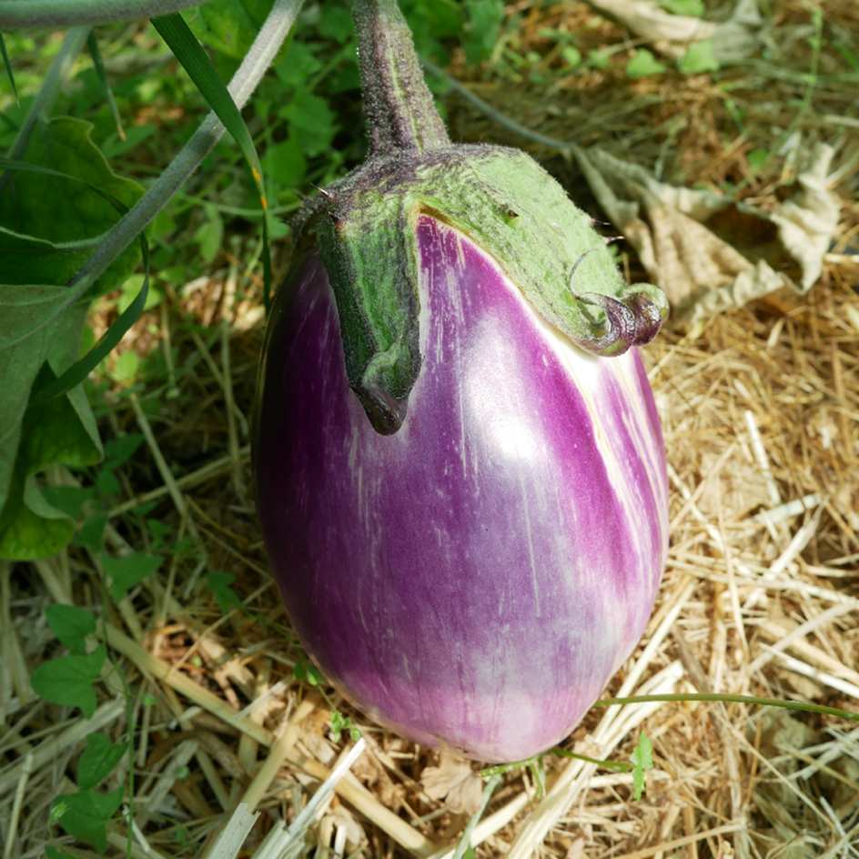 la-bo-te-graines-aubergine-violette-de-florence-graines-bio image 1