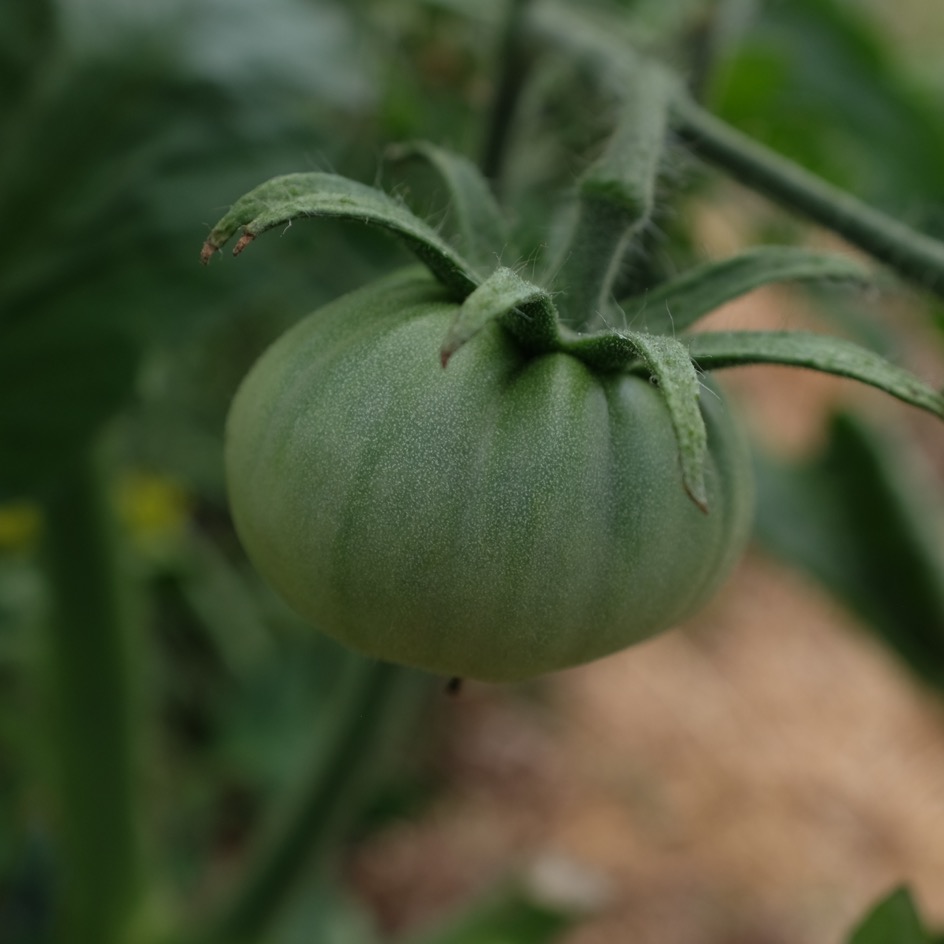la-bo-te-graines-tomate-evergreen-graines-l-gumes-bio-verte image 3