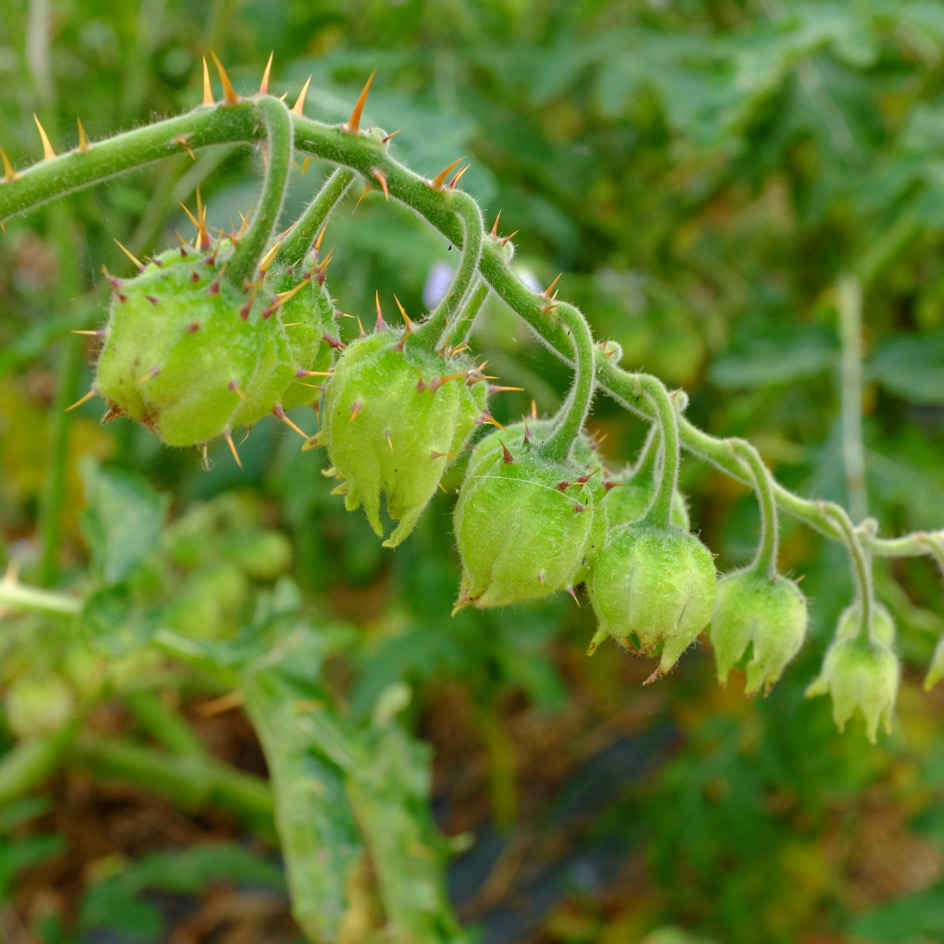 la-bo-te-graines-morelle-de-balbis-bio-graines-l-gumes image 6