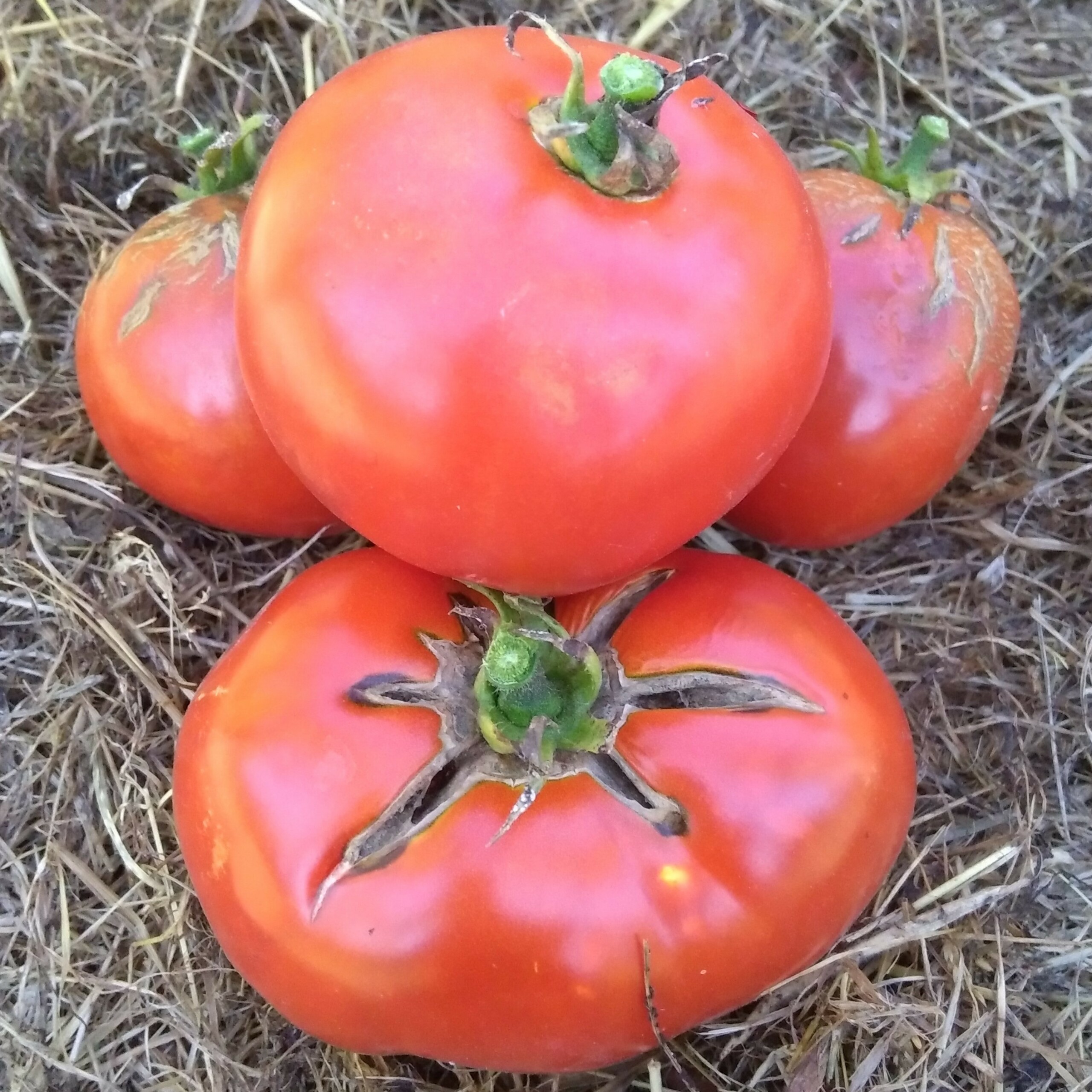 la-bo-te-graines-tomate-casaque-rouge-bio-graines-l-gumes image 1