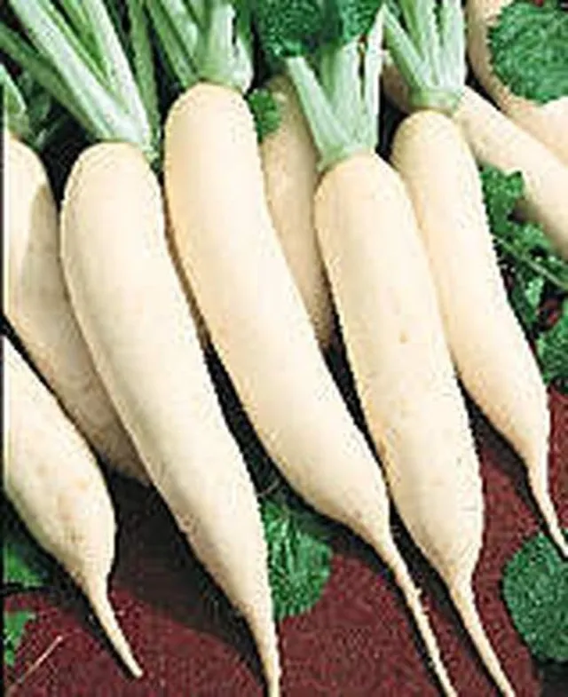 graines-bocquet-navet-blanc-de-croissy-graines-5-g-racine image 1