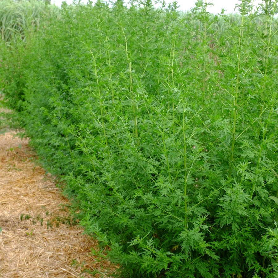 la-bo-te-graines-graines-fleurs-artemisia-annua-bio-m-dicinale image 2