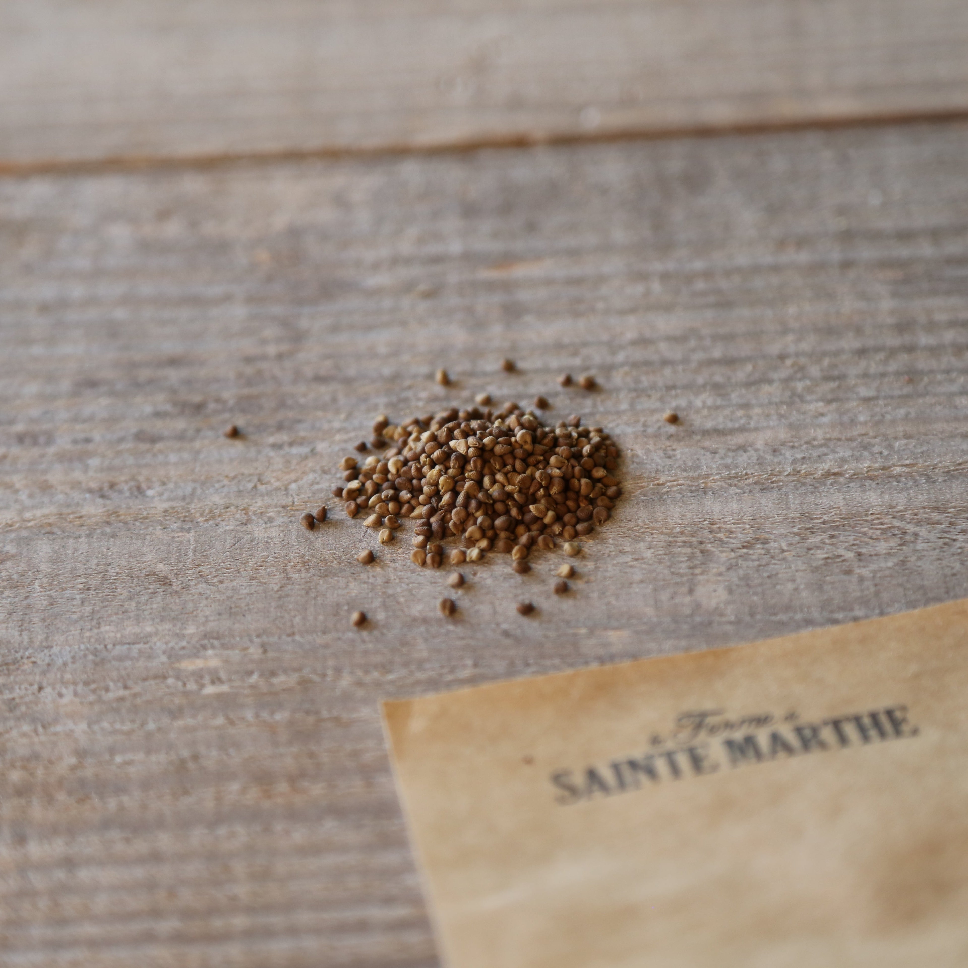 ferme-de-sainte-marthe-malope-grandes-fleurs-vari-es-graines-ab-sachet image 2