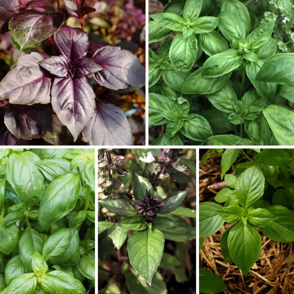 la-bo-te-graines-m-lange-de-basilics-bio-graines-aromatiques-5-vari-t-s image 1