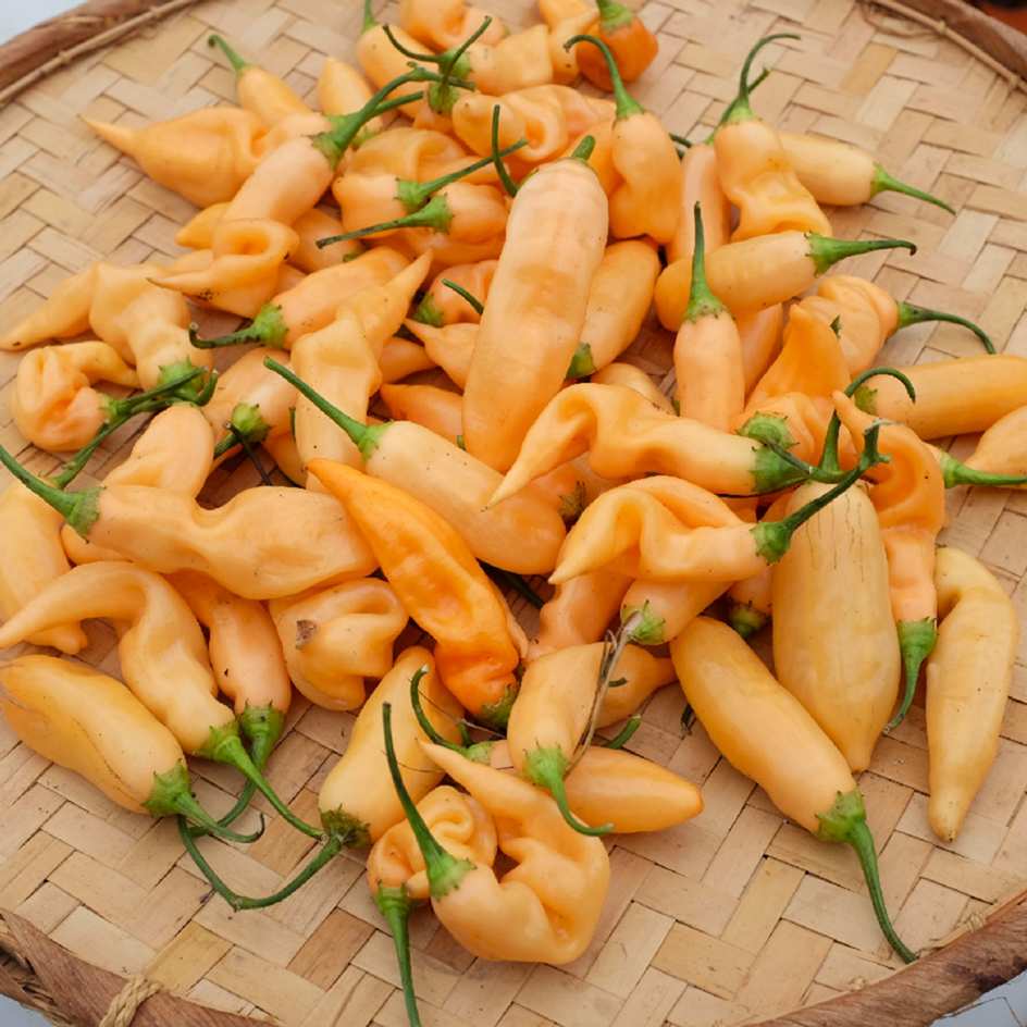 la-bo-te-graines-piment-sugar-rush-peach-graines-bio image 3