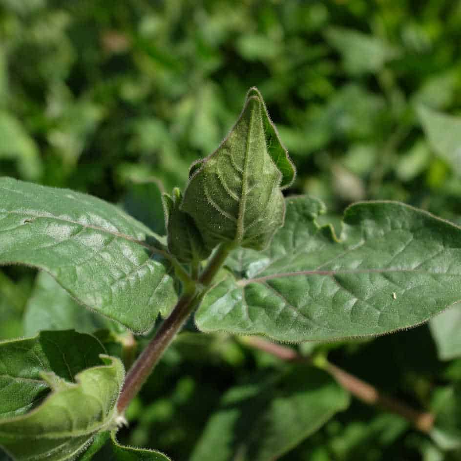 la-bo-te-graines-mirabilis-longiflora-graines-fleurs-bio-parfum-e image 3