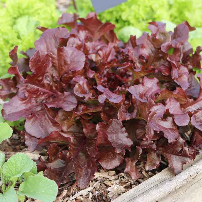 les-semences-de-l-ombelle-laitue-red-salad-bowl-graines-salade-bio image 1