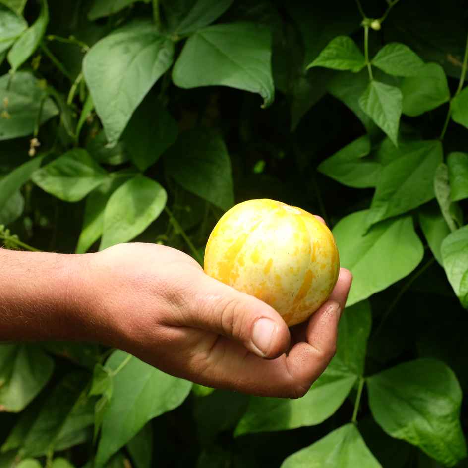 la-bo-te-graines-concombre-lemon-graines-bio-jaune image 1