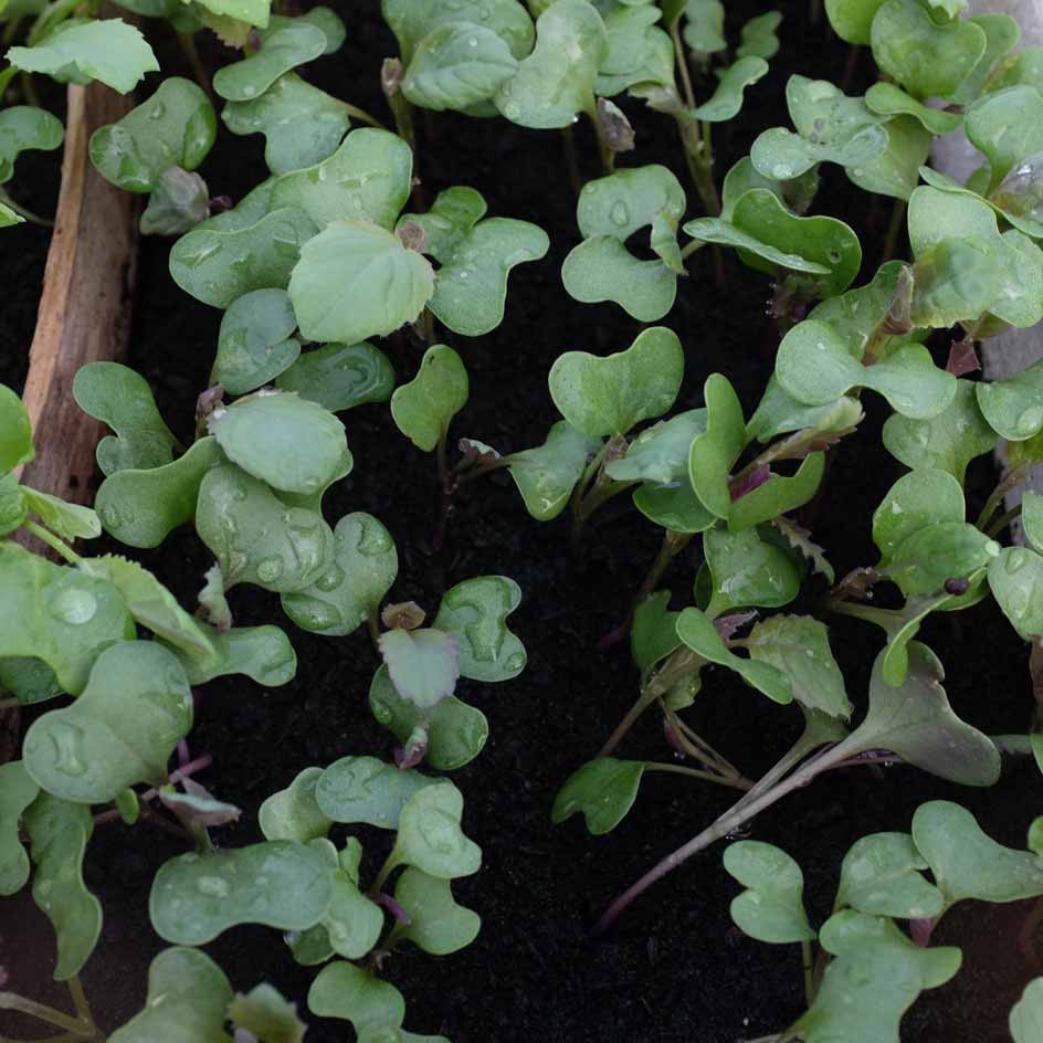 la-bo-te-graines-graines-l-gumes-chou-fleur-violet-de-sicile-bio image 2