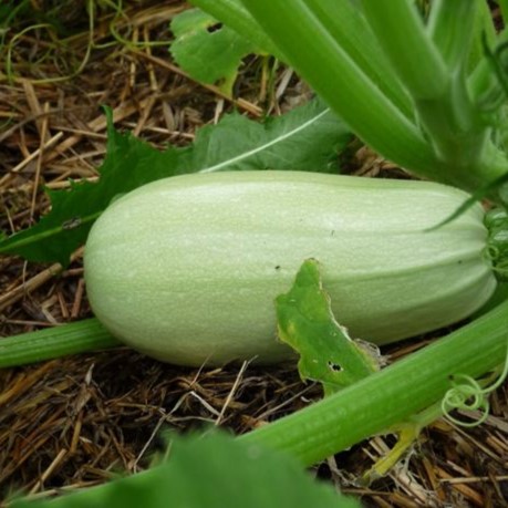 la-bo-te-graines-graines-l-gumes-courgette-blanche-d-egypte-bio-chair-ferme image 5