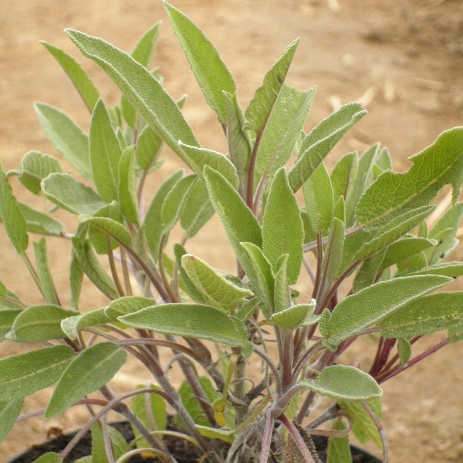 la-bo-te-graines-sauge-officinale-bio-graines-aromatiques-tisane image 2