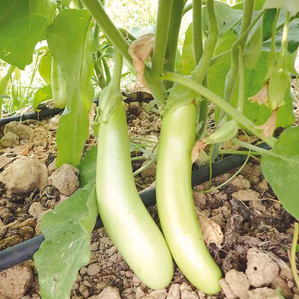 ferme-de-sainte-marthe-thai-long-green-graines-aubergine-bio image 1