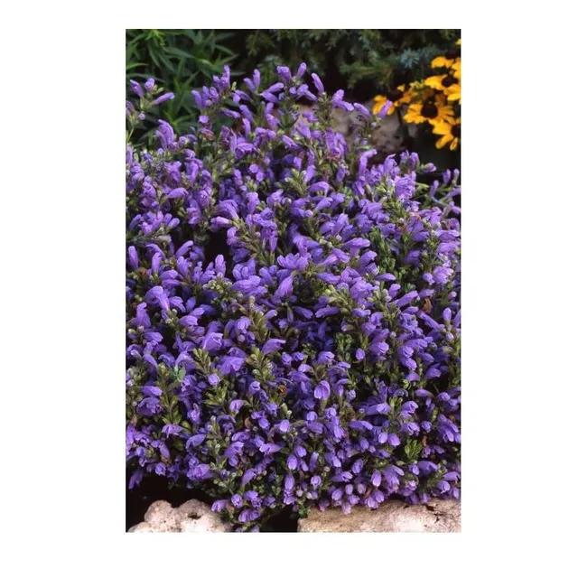 graines-bocquet-m-lisse-de-moldavie-graines-0-5g-tisane image 1