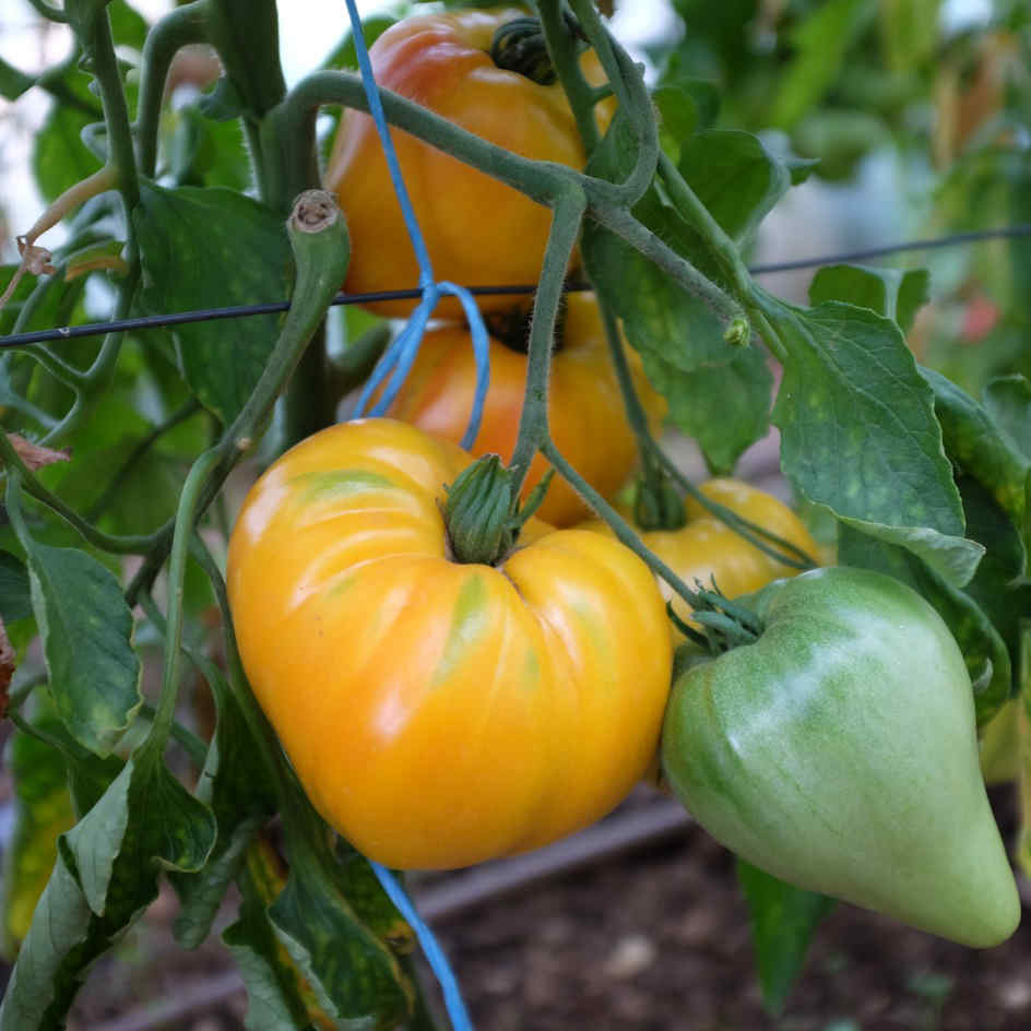 la-bo-te-graines-tomate-russian-117-graines-bio-jaune image 1