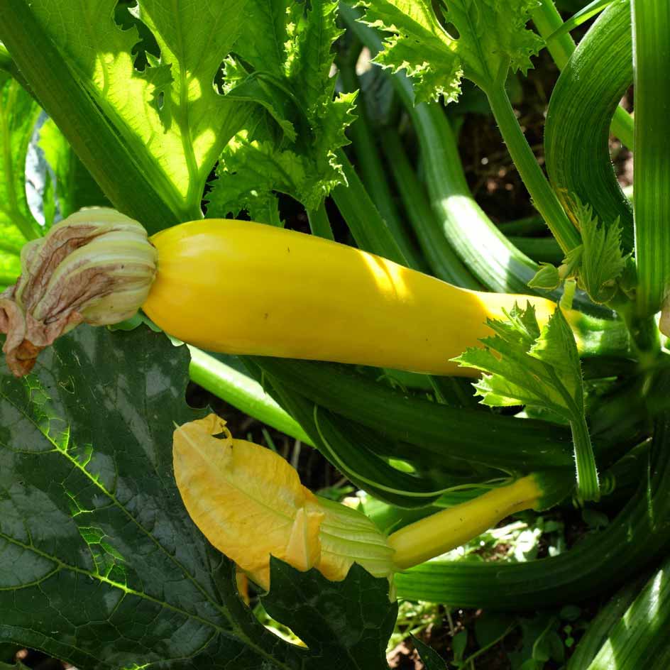 la-bo-te-graines-courgette-gold-rush-graines-bio-jaune image 4