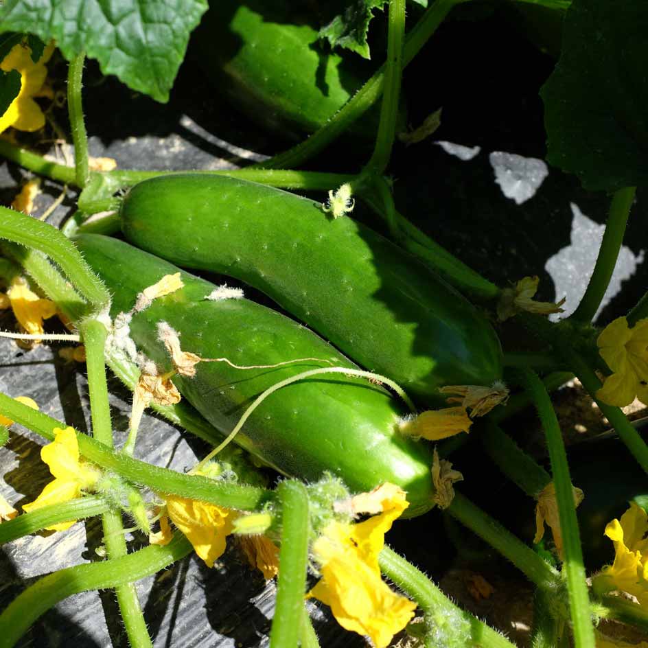 la-bo-te-graines-concombre-vert-long-mara-cher-bio-graines image 6