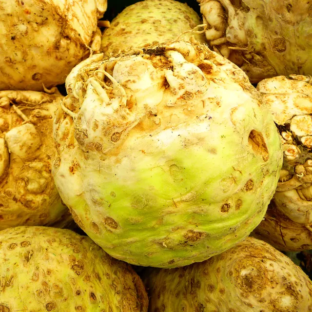 la-bo-te-graines-c-leri-fameux-de-zwijndrecht-bio-graines image 1