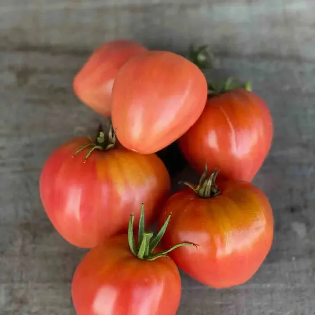 ferme-de-sainte-marthe-tomate-c-ur-de-b-uf-rose-ab-graines-bio image 1