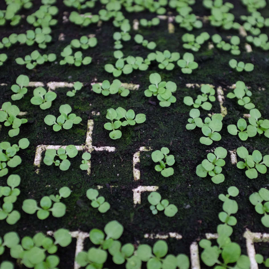la-bo-te-graines-graines-l-gumes-m-che-vit-graines-bio-productive image 2