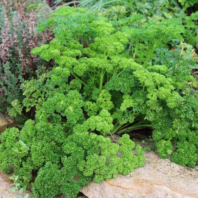 les-semences-de-l-ombelle-persil-fris-bio-graines-aromatiques image 1
