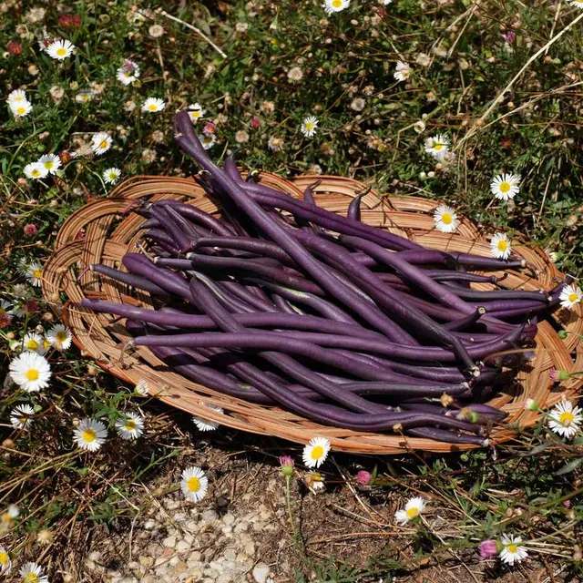 la-bo-te-graines-melissa-graines-haricot-violet-bio image 1