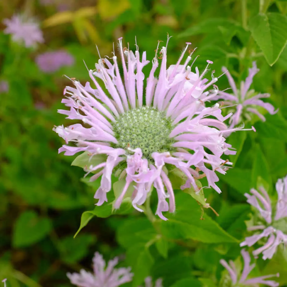 la-bo-te-graines-graines-fleurs-monarde-fistuleuse-bio-semences image 1