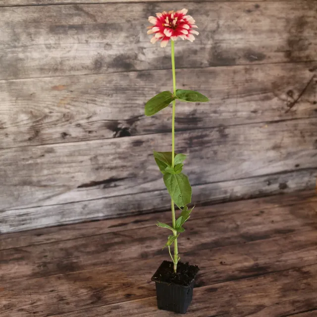 ferme-de-sainte-marthe-zinnia-mazurkia-plant-bio-fleur-double image 1