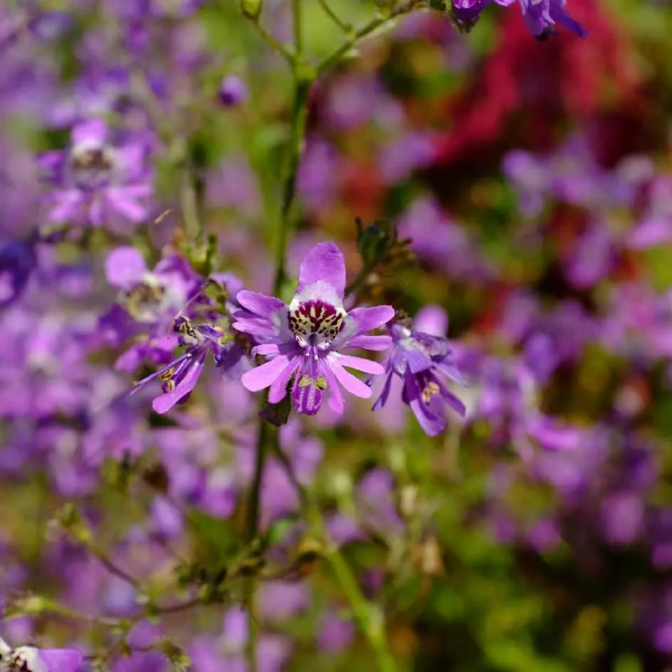 la-bo-te-graines-schizanthus-pinnatus-graines-fleurs-bio-massif image 1