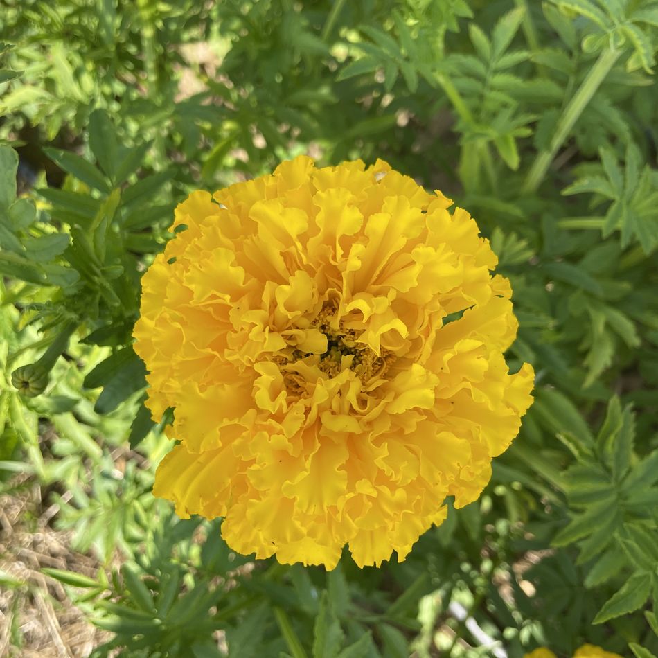 la-bo-te-graines-rose-d-inde-mary-helen-jaune-double-bio-graines image 1
