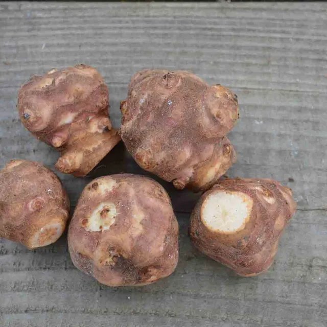 ferme-de-sainte-marthe-topinambour-patate-tubercules-bio image 1