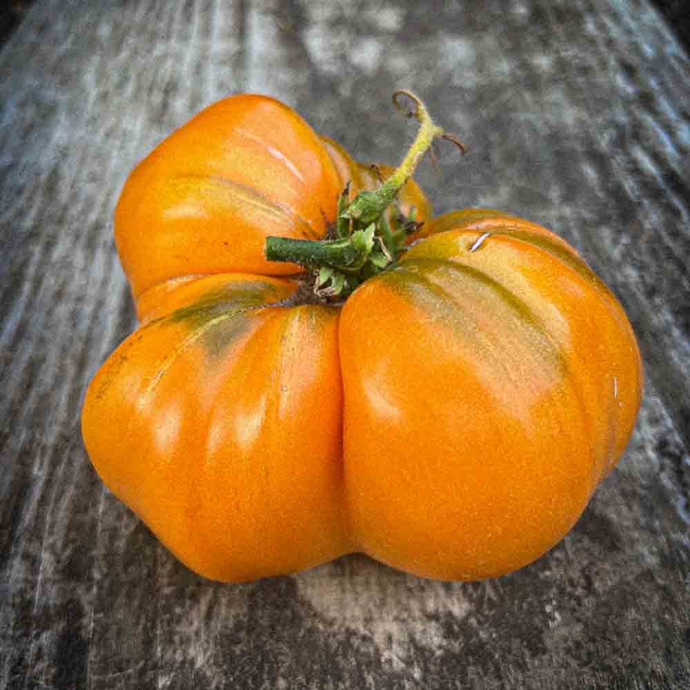 ferme-de-sainte-marthe-plants-bio-tomate-summer-cider-plant-orange image 2