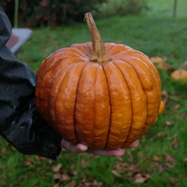 la-bo-te-graines-courge-futsu-black-bio-graines-musqu-e image 1