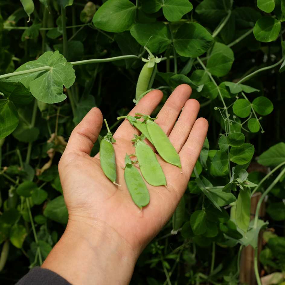 la-bo-te-graines-pois-corne-de-b-lier-bio-graines-l-gumes-mangetout image 4