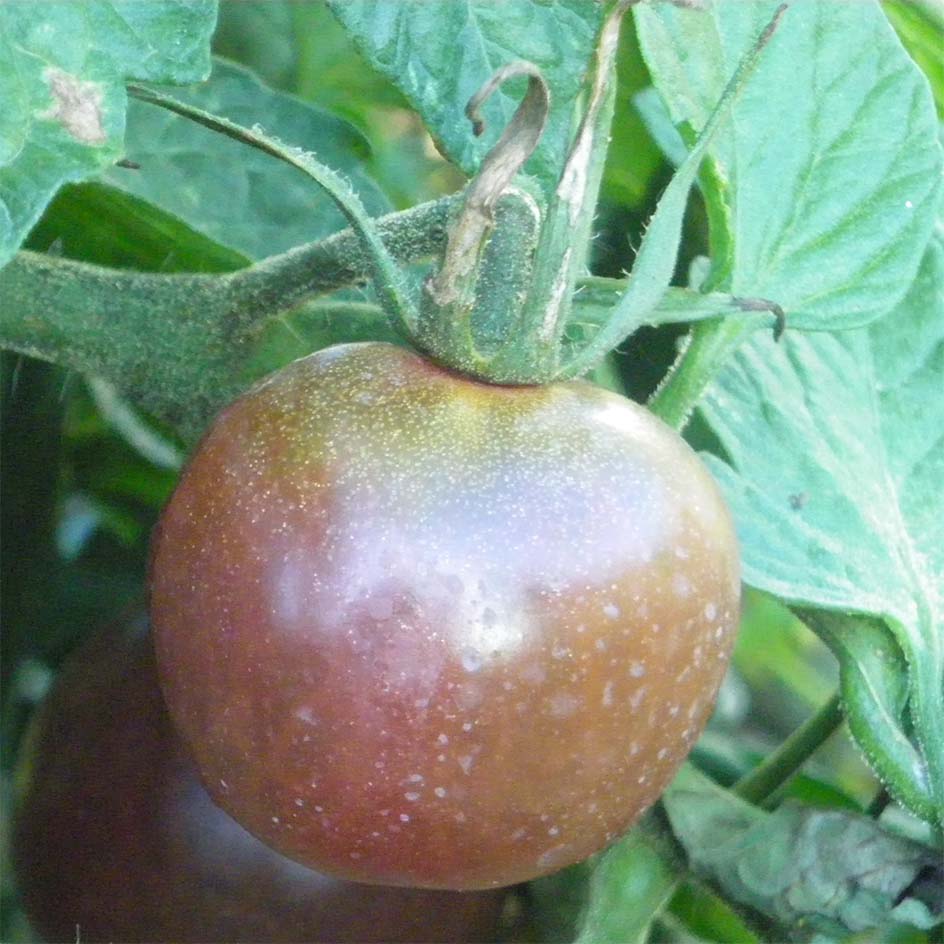 la-bo-te-graines-tomate-black-cherry-graines-bio-cerise-noire image 2