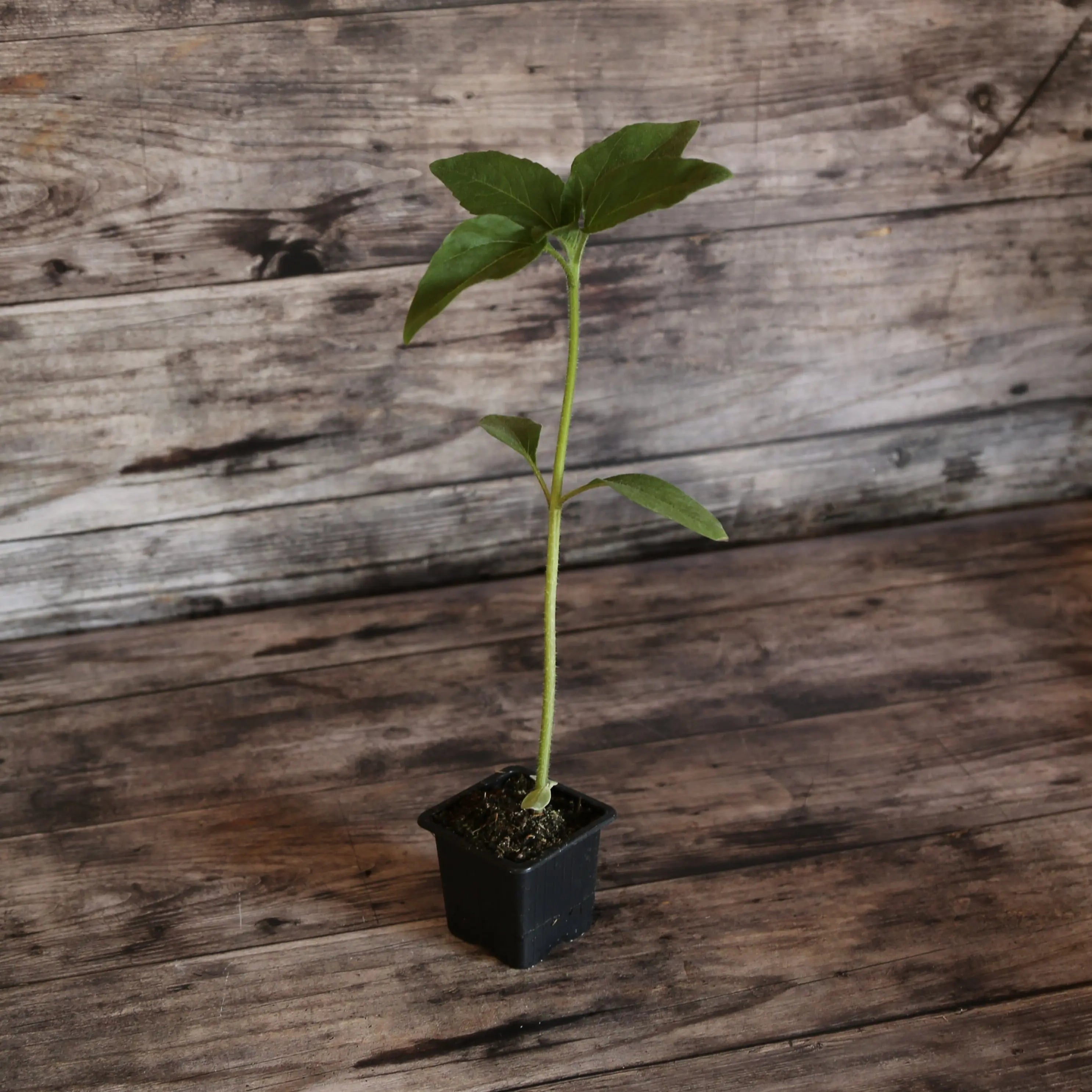 ferme-de-sainte-marthe-taiyo-plant-tournesol-bio-1-80-m image 1