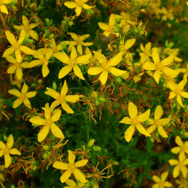 la-bo-te-graines-millepertuis-commun-graines-fleurs-bio-jaune image 1